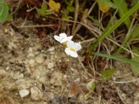Arabidopsis arenosa 4, Rozetsteenkers, Saxifraga-Ed Stikvoort